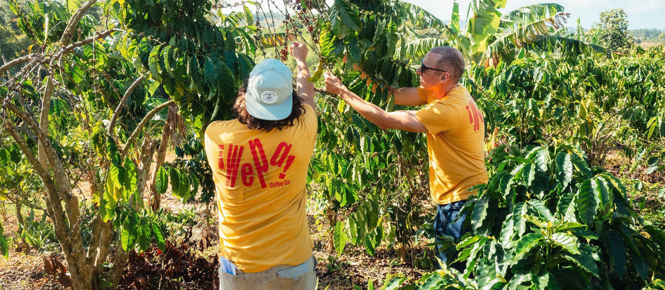 Wepa Coffee Farm