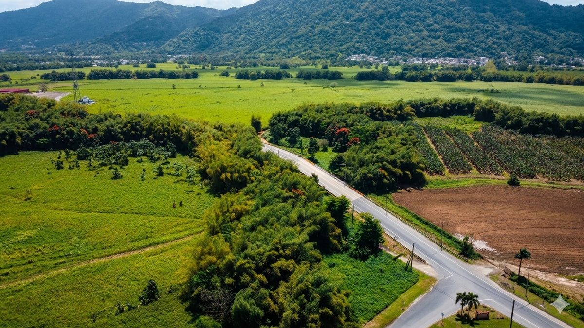 Coffee-growing mountains of the Cordillera Central, Puerto Rico